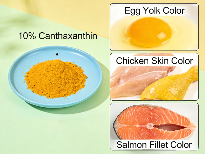 The role of canthaxanthin in feed Роль кантаксантина в кормах