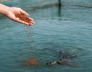 Aquaculture.jpg
