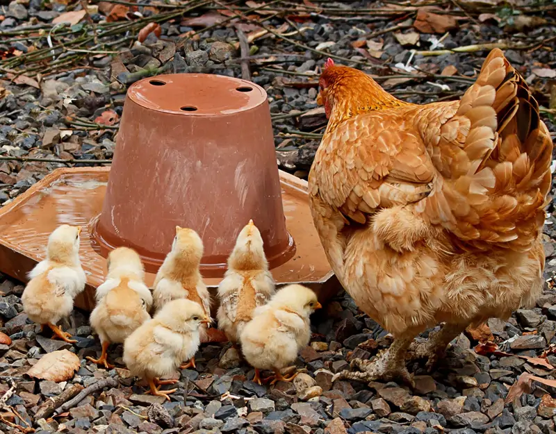 Choline Chloride for Animal Холина хлорид для животных