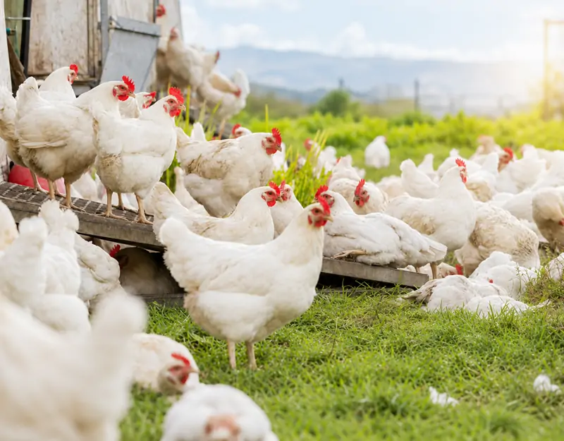 Manganese Sulphate Monohydrate for Poultry Моногидрат сульфата марганца для птицы