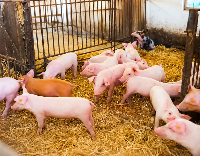 98.5% lysine hydrochloride is specifically designed for pigs 98,5% гидрохлорид лизина специально разработан для свиней.