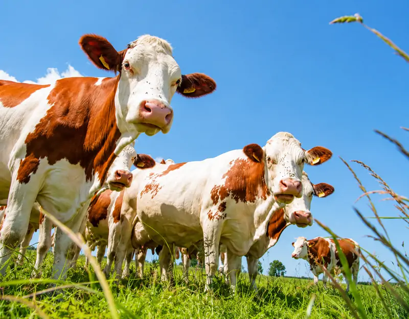 Benefits of Manganese Sulphate in Animal Feed Преимущества сульфата марганца в кормах для животных