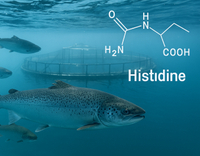 //5ororwxhomqnrik.leadongcdn.com/cloud/lmBqnKmmSRklnrnmikkq/Histidine-in-Aquatic-Animal-Nutrition.jpg