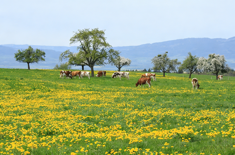 Влияние моногидрата сульфата цинка на крупный рогатый скот и овец