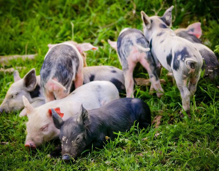 Научное применение и рыночная стоимость метионина в кормах