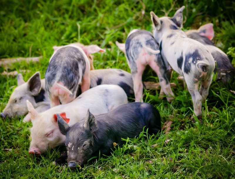 Важная роль метионина у поросят