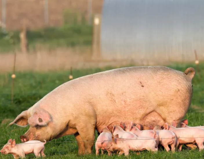 Pig Reproduction.jpg