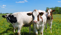 //5ororwxhomqnrik.leadongcdn.com/cloud/lnBqnKmmSRojoonoqpkm/cattle.png