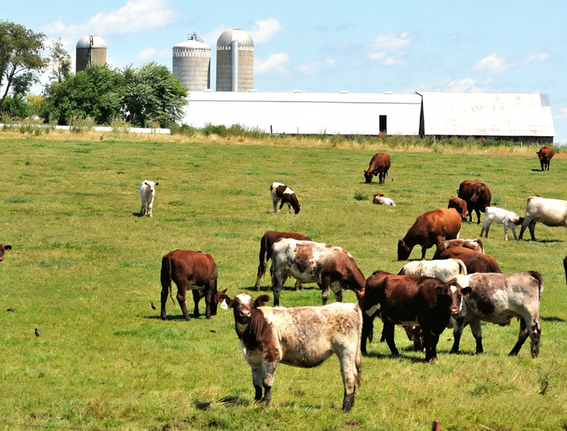 Применение метионина, защищающего рубец, у жвачных животных
