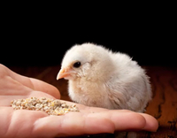 //5ororwxhomqnrik.leadongcdn.com/cloud/loBqnKmmSRklljlqqokp/feed-additives-for-broilers.jpg