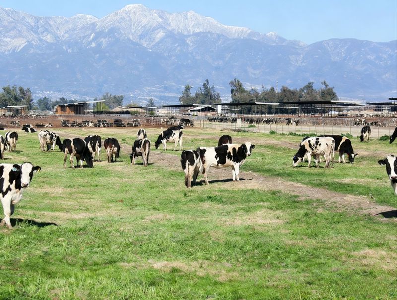 Важная роль метионина у молочных коров
