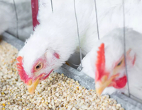 //5ororwxhomqnrik.leadongcdn.com/cloud/lrBqnKmmSRjlnlrmklkp/feed-additive-for-poultry.jpg