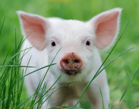 //5ororwxhomqnrik.leadongcdn.com/cloud/lrBqnKmmSRklrokjqokp/feed-additives-for-pigs.jpg
