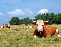 //5ororwxhomqnrik.leadongcdn.com/cloud/lrBqnKmmSRmkjnijmrkp/cows-are-resting.jpg