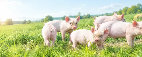 L-Threonine for Swine