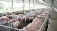 Формулы питания для свиней 