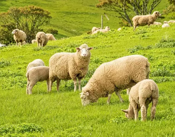 Manganese Sulphate for Ruminants_703_550.webp